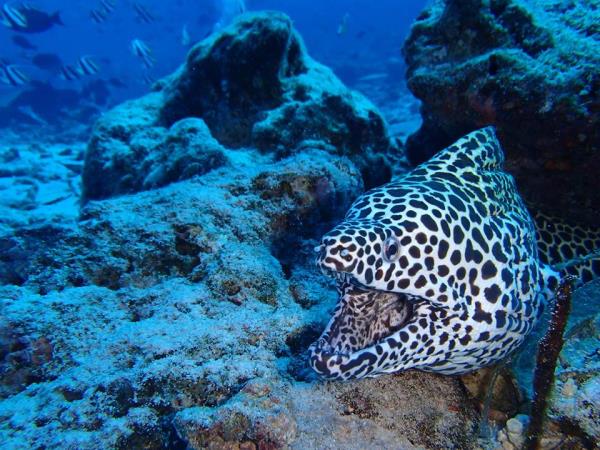 Diving holiday in the Maldives, local experience