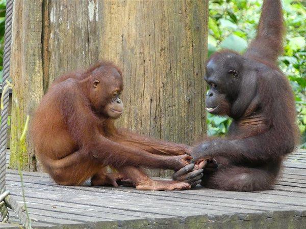 Borneo family holiday, tailor made