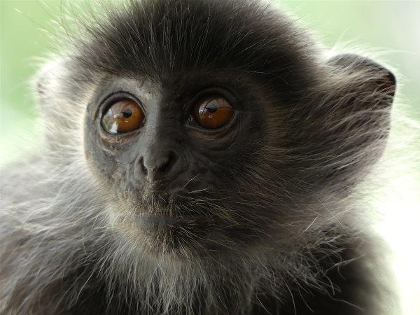 Borneo family holiday, tailor made