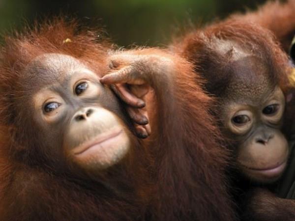 Honeymoon in Borneo