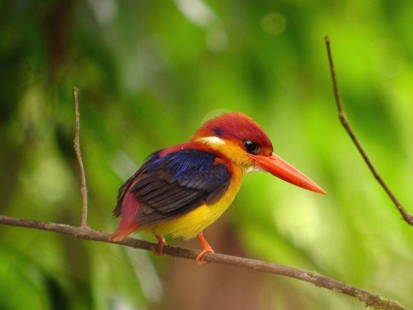Honeymoon in Borneo