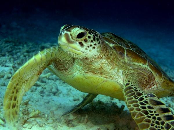 Borneo tailor made holidays, wildlife & beaches