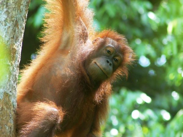 Borneo tailor made holidays, wildlife & beaches