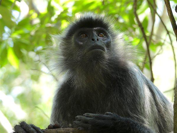 Borneo tailor made holidays, wildlife & beaches