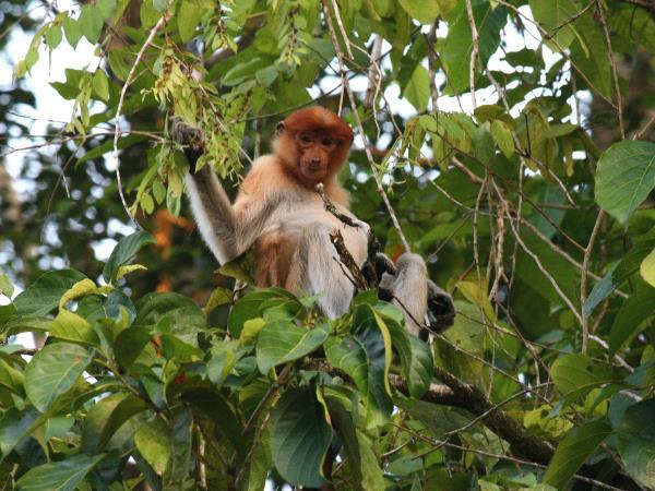Borneo tailor made holidays, wildlife & beaches