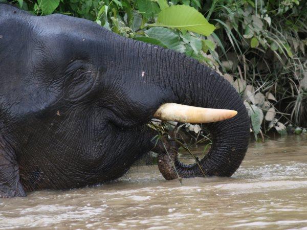 Borneo tailor made holidays, wildlife & beaches