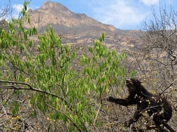 Northern Peru natural history tours