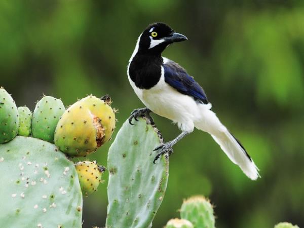 Northern Peru natural history tours