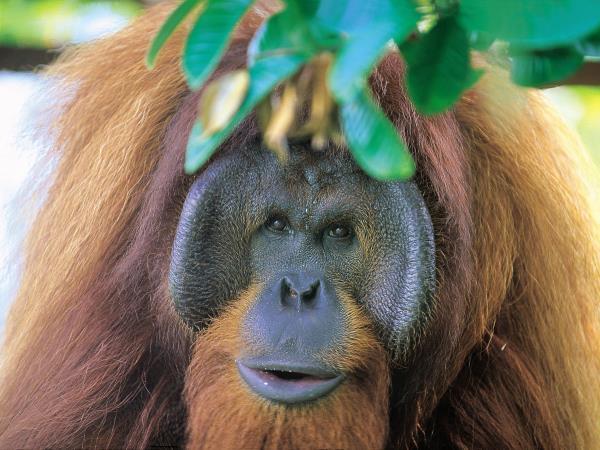 Borneo holiday, Sarawak highlights