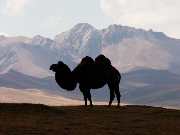 Silk Road holidays, Central Asia