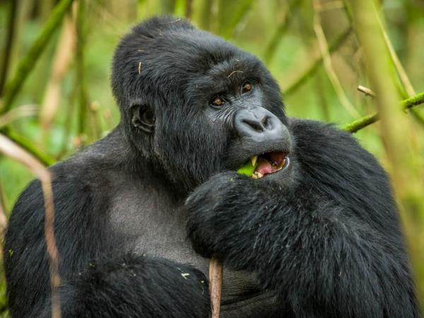 Gorilla tracking holiday in Rwanda