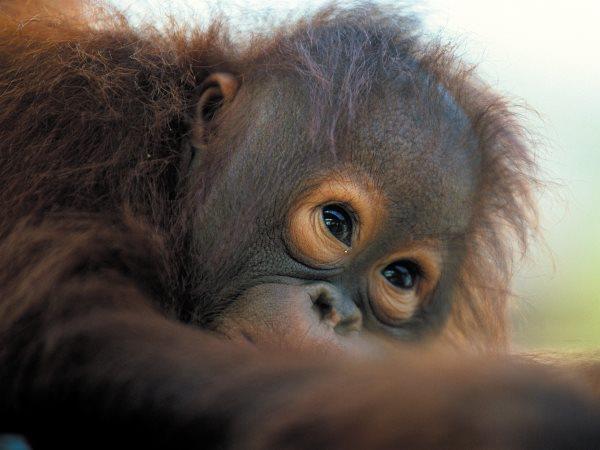 Sabah & Sarawak holiday in Borneo
