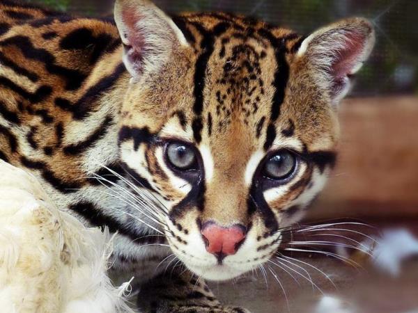 Ecuador wildlife sanctuary volunteering