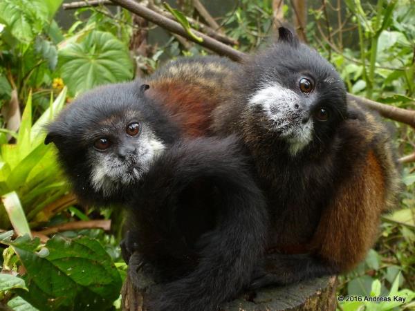 Ecuador wildlife sanctuary volunteering