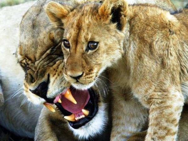 Botswana safari holiday on a shoestring