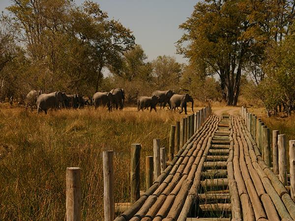 Botswana safari holiday on a shoestring