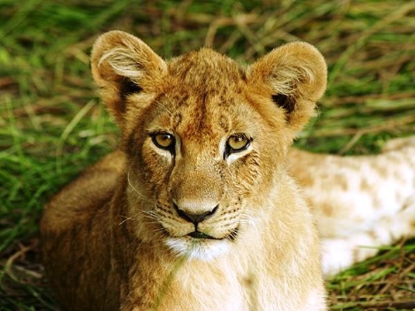 Botswana safari holiday on a shoestring