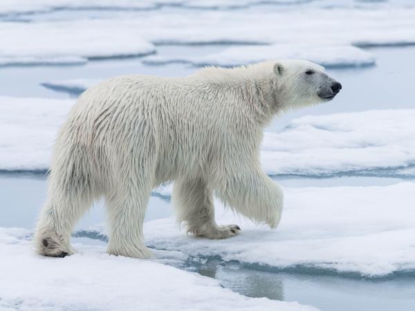 Arctic wildlife holiday, Polar bear explorer