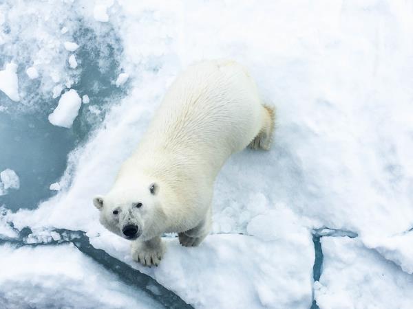 Arctic wildlife holiday, Polar bear explorer