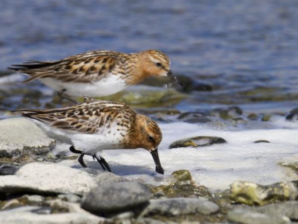 Kamchatka wildlife and bird watching cruise, Russia