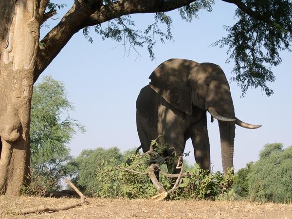 Zimbabwe authentic walking Safari