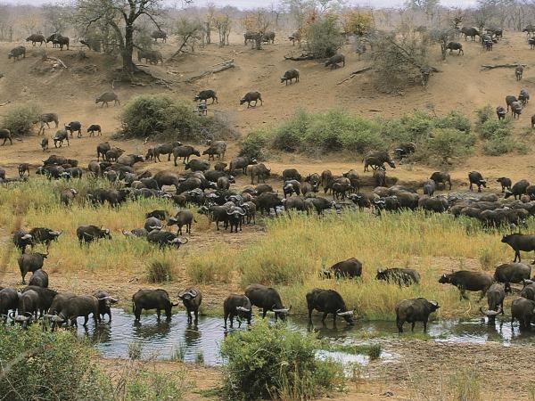 Zimbabwe authentic walking Safari