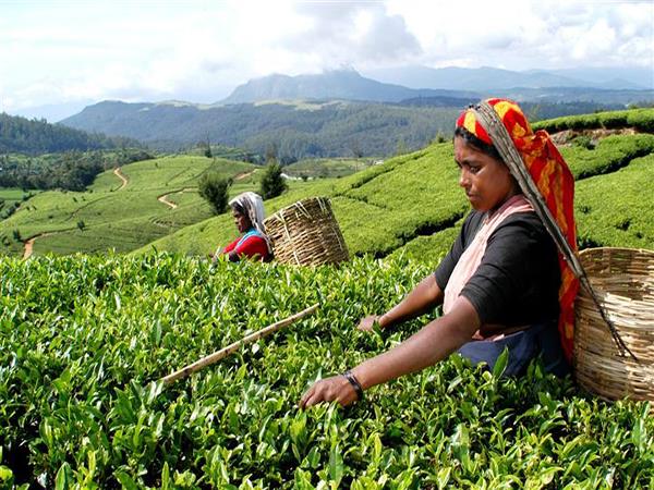 Sri Lanka holiday, wild escapes