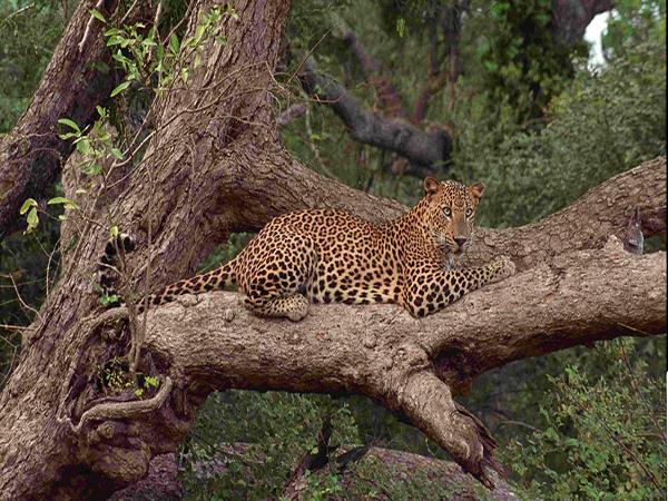 Sri Lanka holiday, wild escapes