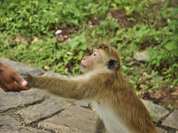 Sri Lanka holiday, wild escapes