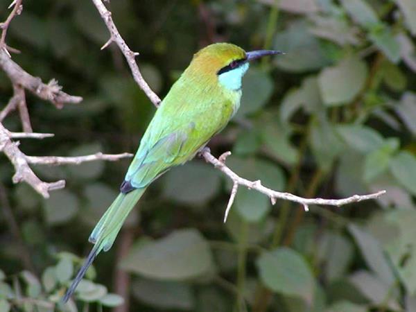 Sri Lanka holiday, wild escapes