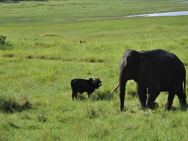 Sri Lanka holiday, wild escapes