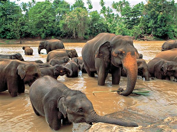 Sri Lanka holiday, wild escapes