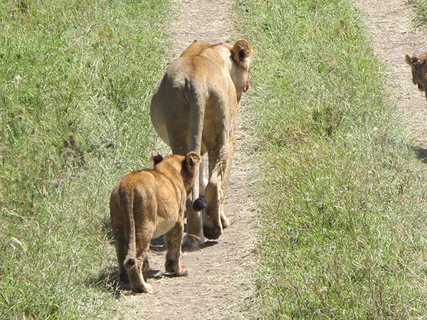 Tanzania  luxury safari