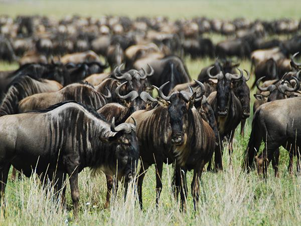 Tanzania family Safari