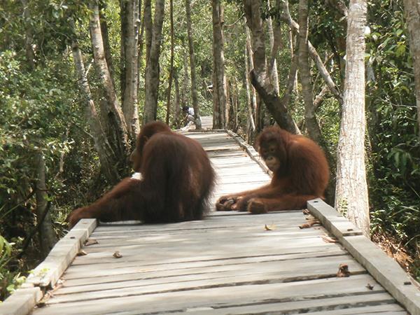 Camp Leakey and Tanjung Puting NP tour, 4 days