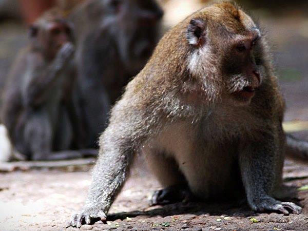Camp Leakey and Tanjung Puting NP tour, 4 days