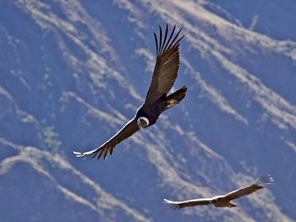 Peru tailor made holiday, highlights
