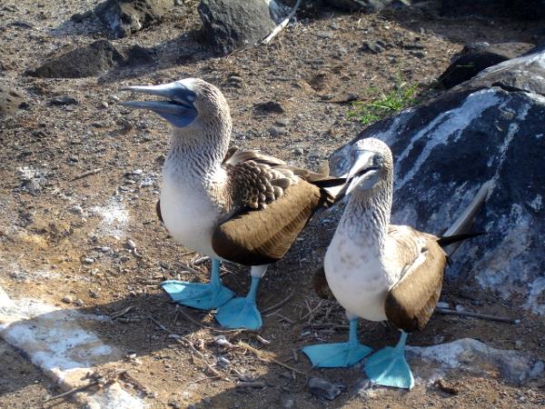 Galapagos tailor made holiday