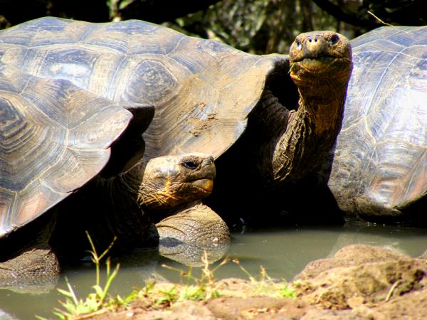 Galapagos 8 day cruise, Ecuador