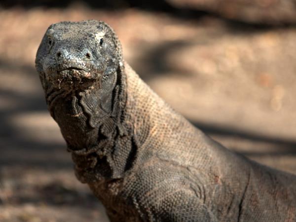 responsible travel komodo