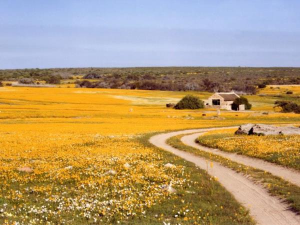 Spring wild flower holiday in Namaqualand, South Africa