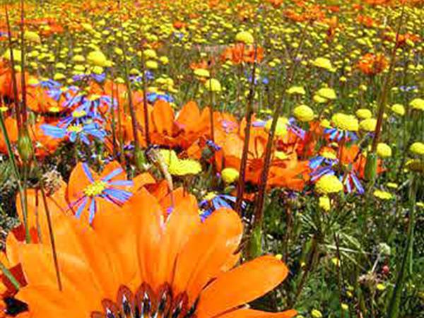 Spring wild flower holiday in Namaqualand, South Africa