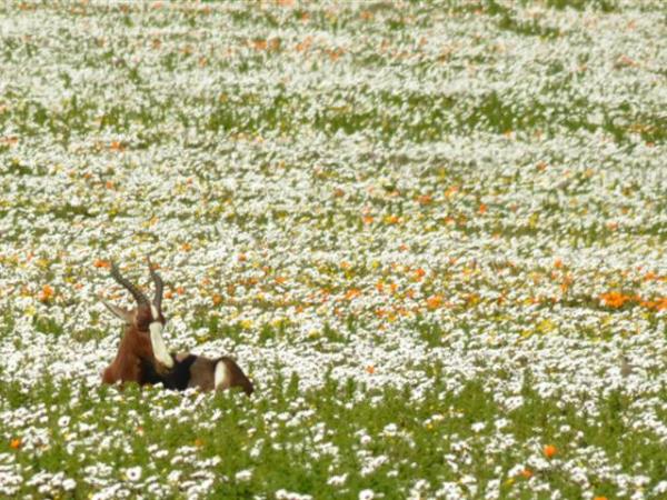 South Africa walking amongst wild flowers holiday