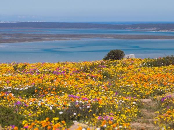 South Africa walking amongst wild flowers holiday