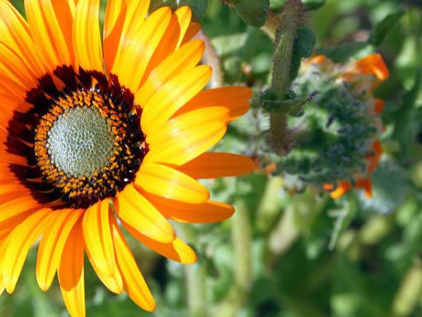 South Africa walking amongst wild flowers holiday