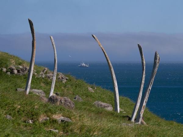 Chukotka and Wrangel Island cruise, Russia