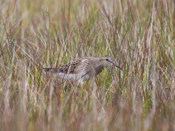 Chukotka and Wrangel Island cruise, Russia