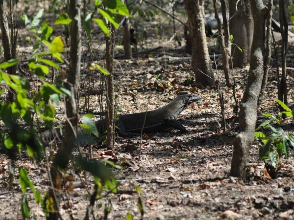 Komodo Dragons 4 day tour, Indonesia