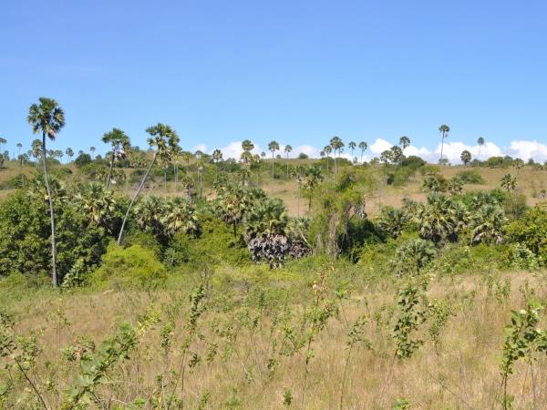 Komodo Dragons 4 day tour, Indonesia
