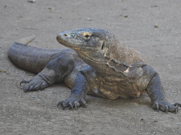 Indonesia tour, Kalimantan, Komodo & Bali